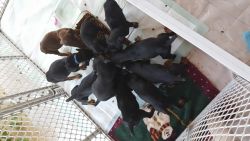 Doberman puppies For sale