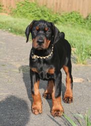 Lovely doberman puppies for sale
