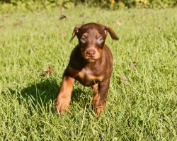 Beautiful Doberman Puppies Looking For Forever Homes