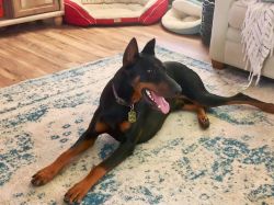 Male One year old Doberman Puppy