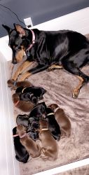 Family Raised European Doberman Pups