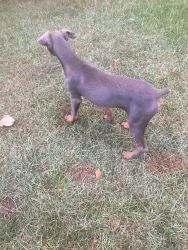 Fawn Doberman for sale north MS