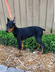 AKC Doberman puppies with full registration