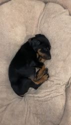 Doberman Puppy for sale