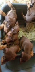 Dobermans puppies ready to go
