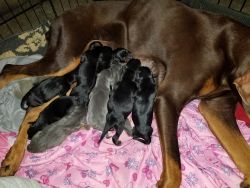 Doberman pinscher puppies Black/Gray