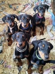 Dobermann Puppies (Akc Registered)