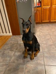 Doberman puppy for re-home