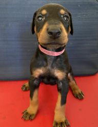 Doberman Puppies looking for homes!!!