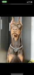 Doberman 1 Year old puppy for Sale