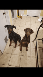 Dobermann Puppies