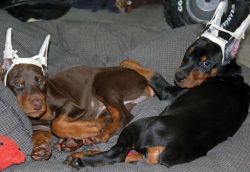 Dobermann Puppies for sale