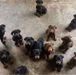 Doberman Puppies Available for sale