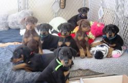 Dobermann Puppies With Certification For Sale