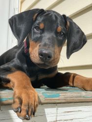Handsome Doberman Pup for sale!