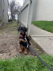 Doberman puppy for sale
