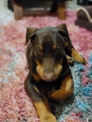 Pure Bred 3 Month Old Doberman Red/Rust