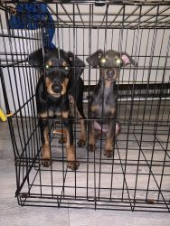 Euro/American Doberman Puppies For Sale $1500