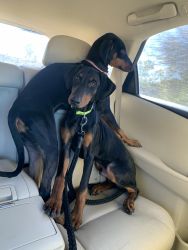 Two Doberman Puppies Need A New Home