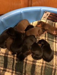 Rehoming Doberman pups