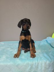 KINGDOBERMANS PUPPIES AVAILABLE FOR THERE FOREVER HOME