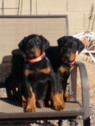 I have 2 two Doberman Pinschers for sale 8 weeks old must go we are mo