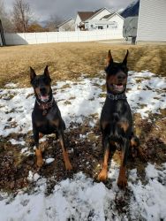 AKC European Doberman Puppies ☆Expected May 3rd☆