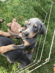 Blue Dobie Puppies for sale