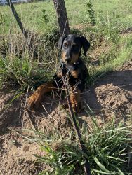 Male Doberman Pinscher Puppy (Amarillo, Tx)