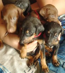 Doberman Europian puppies for sale