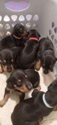 AKC Doberman puppies for sale