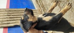 Pure breed doberman pinscher available