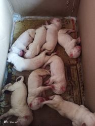 Dogo argentino best quality puppies