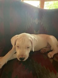 Dogo Argentino pups available