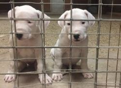 4 Dogo Argentino Puppies For Sale