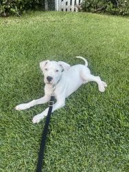 Pure white Dogo argentino puppy