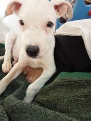 A lovely puppy of dogo argentino for sale in bhopal. Puppy is 60 days