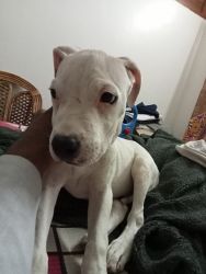 A lovely playfull puppy of dogo argentino male puppy in bhopal.