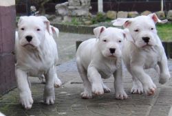 Sweet dogo argentina puppies ready to go