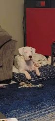 Dogo Argentino AKC/UKC, BAER tested up to date on shots 6.5 months old