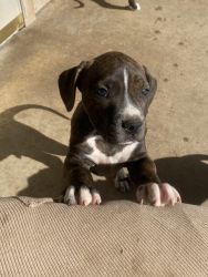 Blue Nose Pits and Dojo Argentino puppies