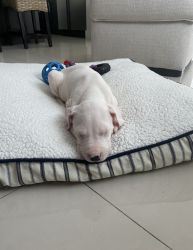 Dogo Argentino puppy male (pick of litter)