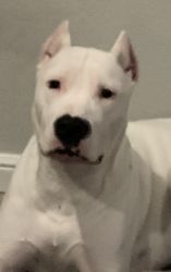 I yr old pure bred female Dogo Argentino, house trained, chipped