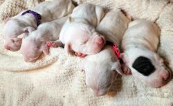5 Adorable purebred Dogo Argentinos for Sale