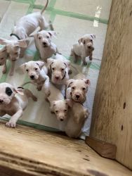Dogo argentino rehoming