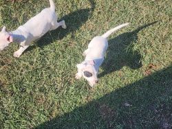 Dogo puppies for sell
