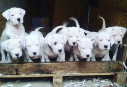 Dogo Argentino Puppies For Sale
