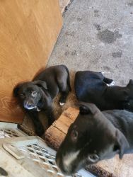Dago pits for sale 5 puppies
