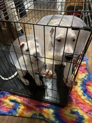 Dogo puppies in Iowa ready to go there forever home. 14 weeks