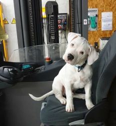 Awesome Dogo Argentino Puppies